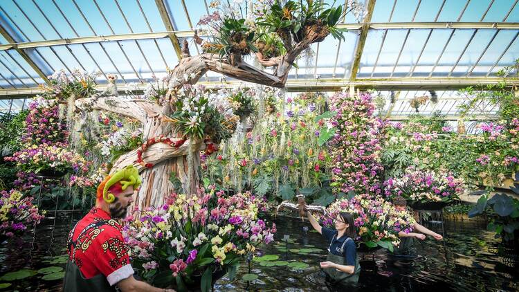 Kew Orchid Festival