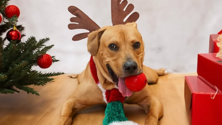 PAWS Chicago Holiday Adopt-a-Thon