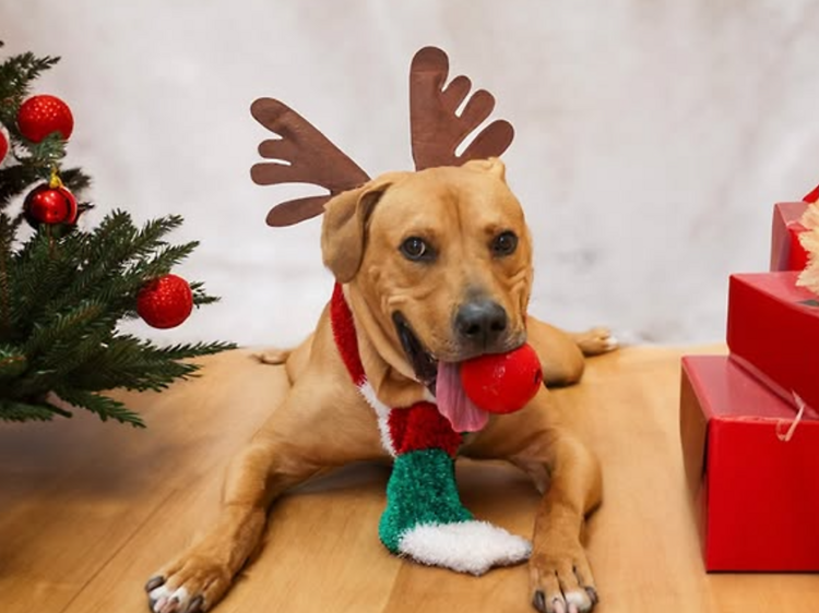 PAWS Chicago Holiday Adopt-a-Thon