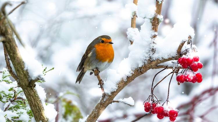 Robin redbreast in the snow in the UK