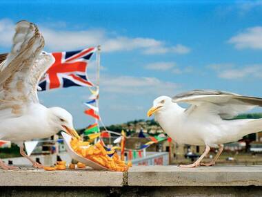 I Am Martin Parr I Am Martin Parr