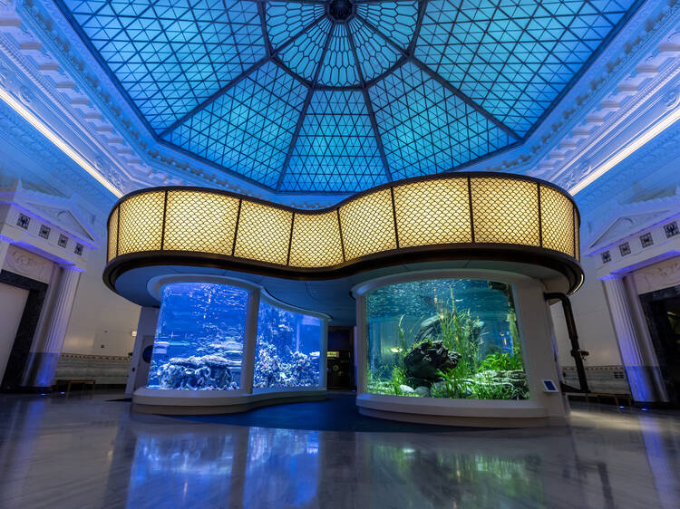 The iconic rotunda at the Shedd Aquarium is getting its first new exhibit in 53 years