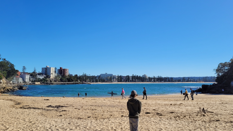 Seek out Blue Gropers off the shore of Shelly Beach