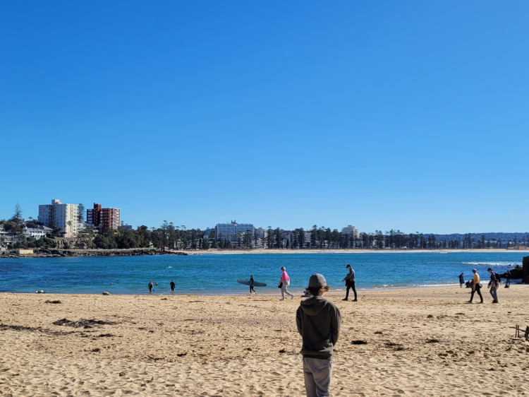 Seek out Blue Gropers off the shore of Shelly Beach