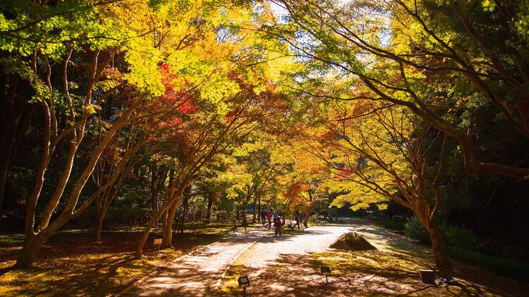 Admire seasonal foliage at Kairakuen Garden