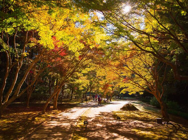 Admire seasonal foliage at Kairakuen Garden