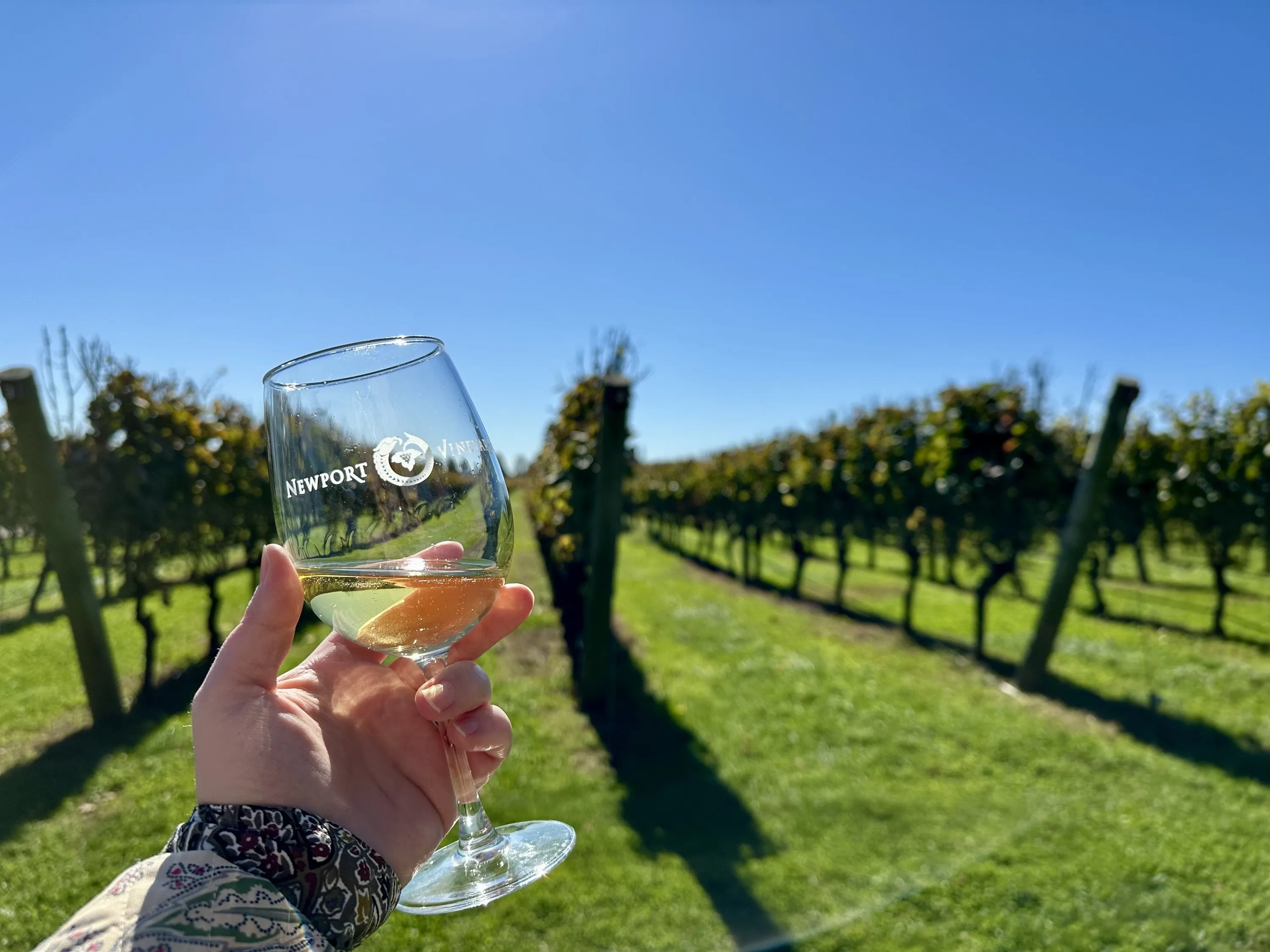 A woman's hand holds a glass of white wine in front of a vineyard.
