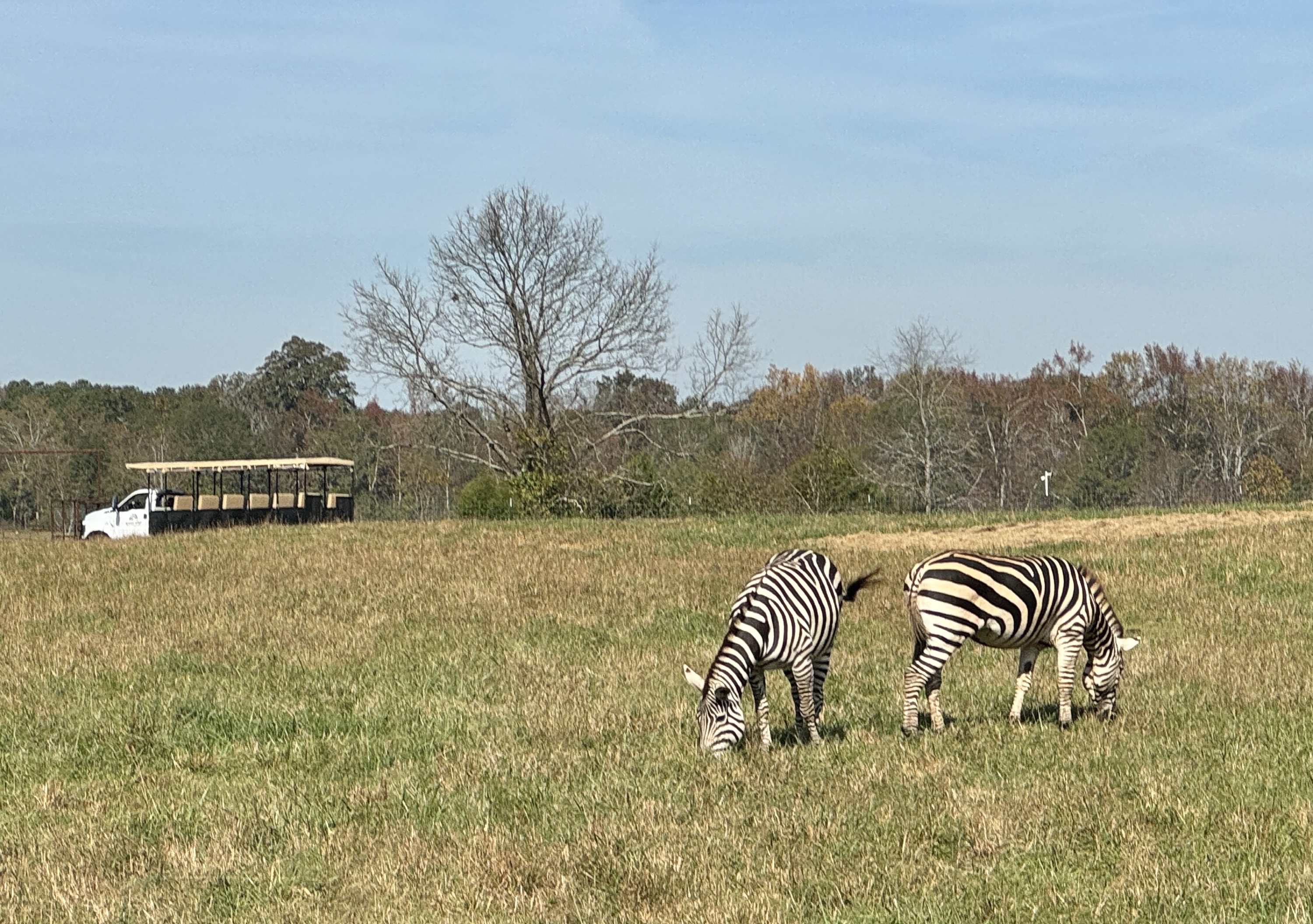 Zebras at Georgia Safari Conservation Park