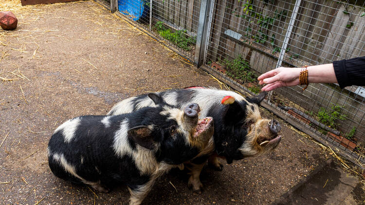 Make furry friends at London's city farms