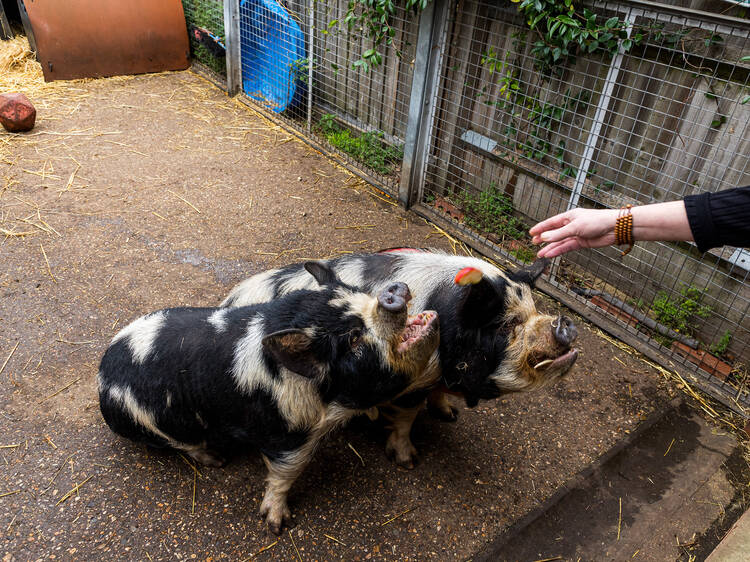 Make furry friends at London's city farms