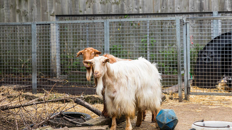 Feed the animals at Vauxhall City Farm