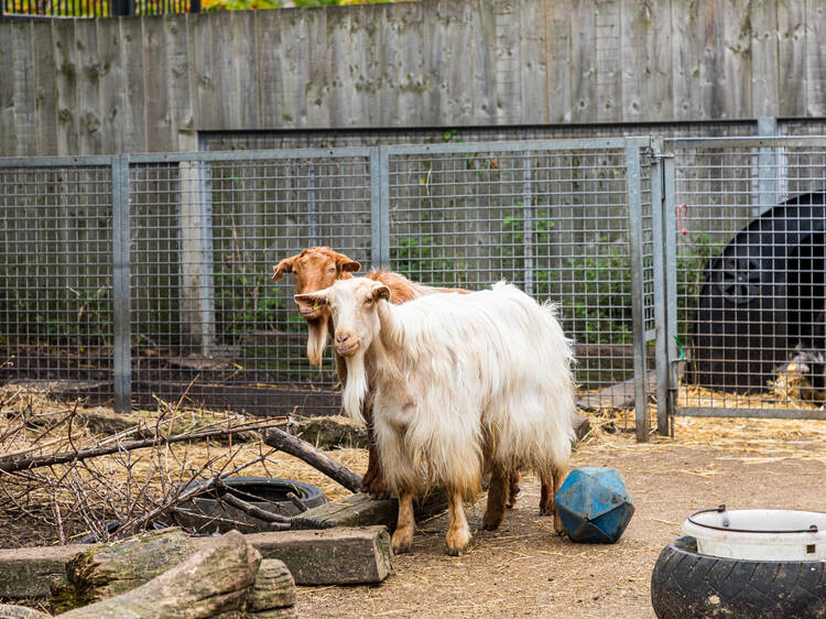 Feed the animals at Vauxhall City Farm