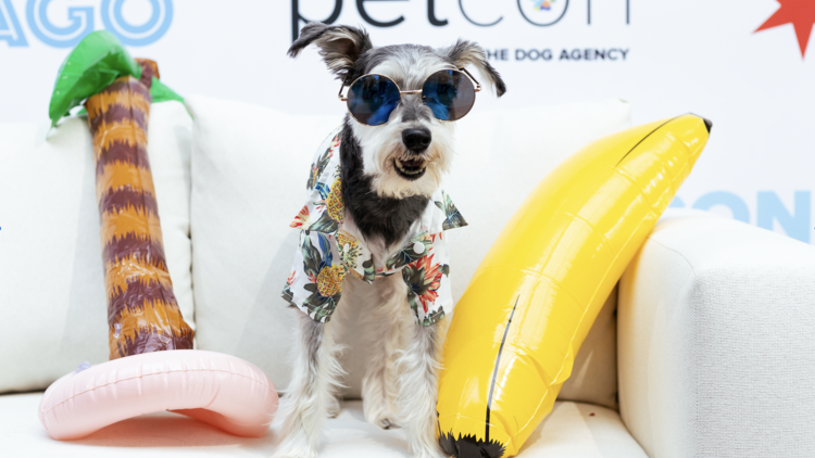 A dog in sunglasses at PetCon Los Angeles.