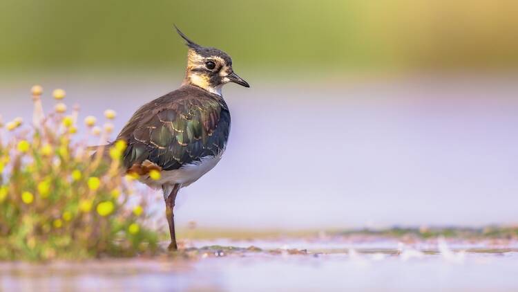 Female Northern lapwing bird