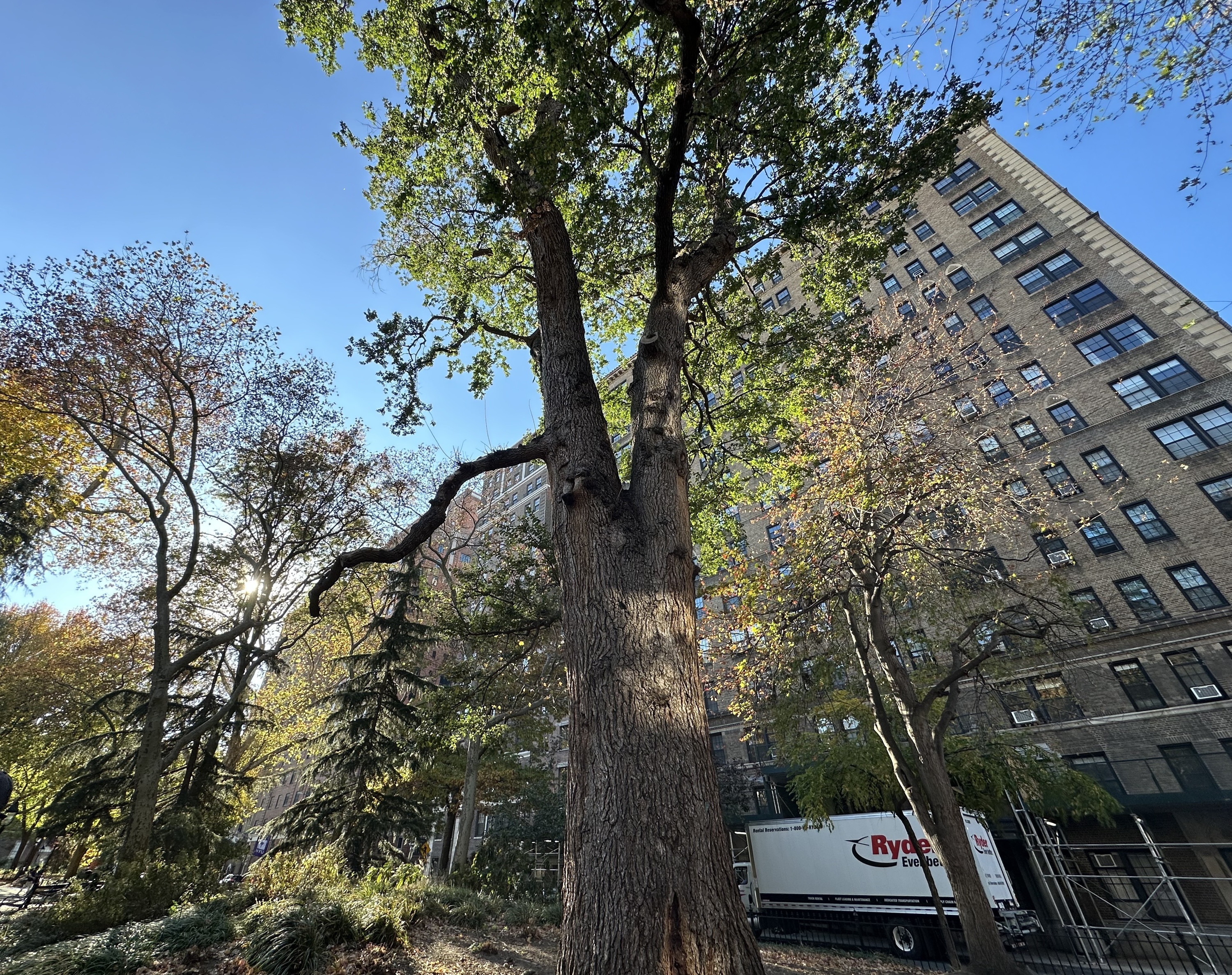 A large tree in a park.