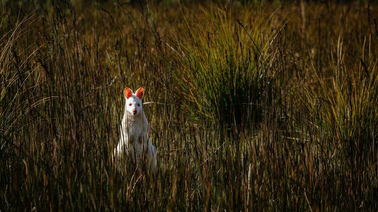 Spot the elusive albino wallabies