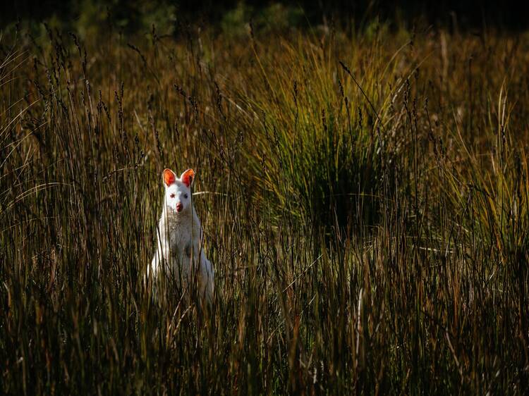 Spot the elusive albino wallabies