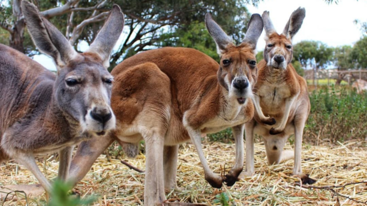 Meet native animals at Greenough Wildlife and Bird Park