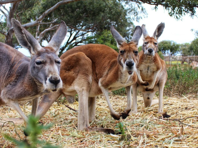 Meet native animals at Greenough Wildlife and Bird Park