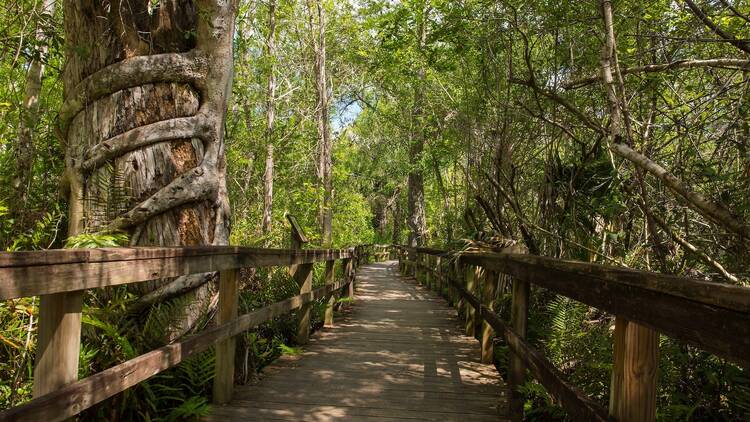 Big Cypress Bend Boardwalk