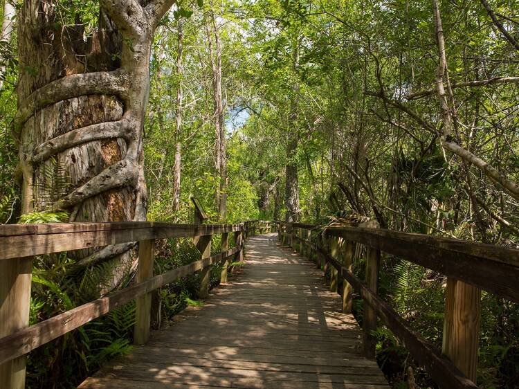 Big Cypress Bend Boardwalk