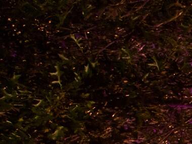 NGV Friday Nights NGV Friday Nights