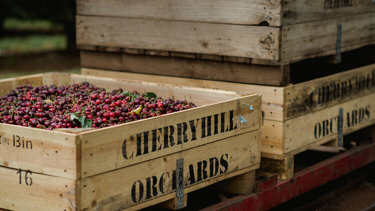 Boxes of cherries.