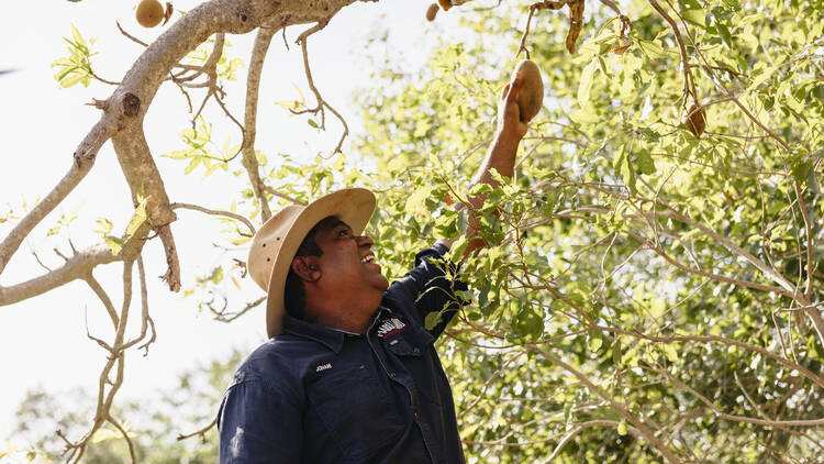 Connect with First Nations culture on a foraging tour in Broome, WA