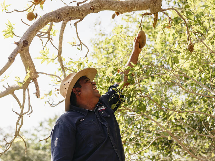 Connect with First Nations culture on a foraging tour in Broome, WA