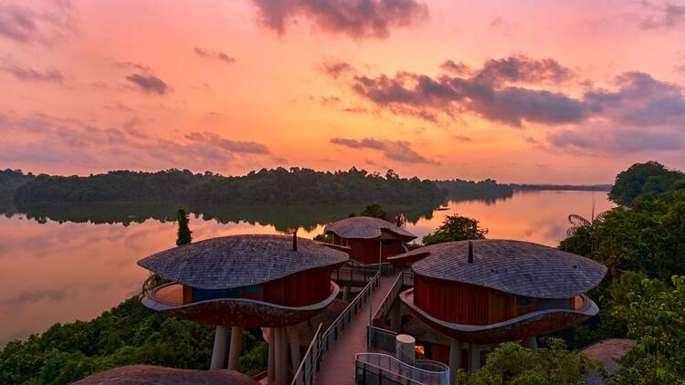 Mandai Rainforest Resort Singapore treehouses