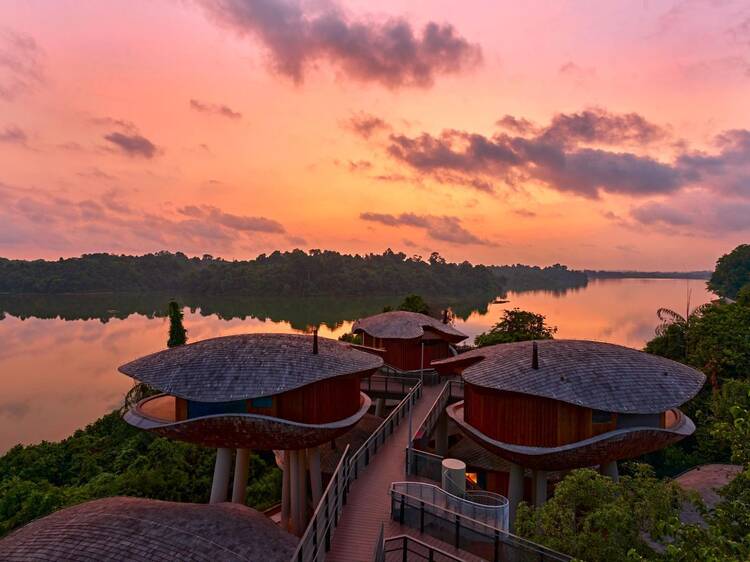 Treehouse living at Mandai Rainforest Resort