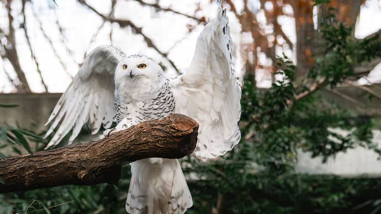 snowy owl at the Bronx Zoo