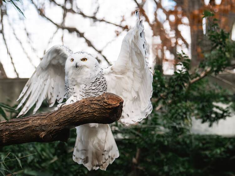 Snowy owls at the Bronx Zoo