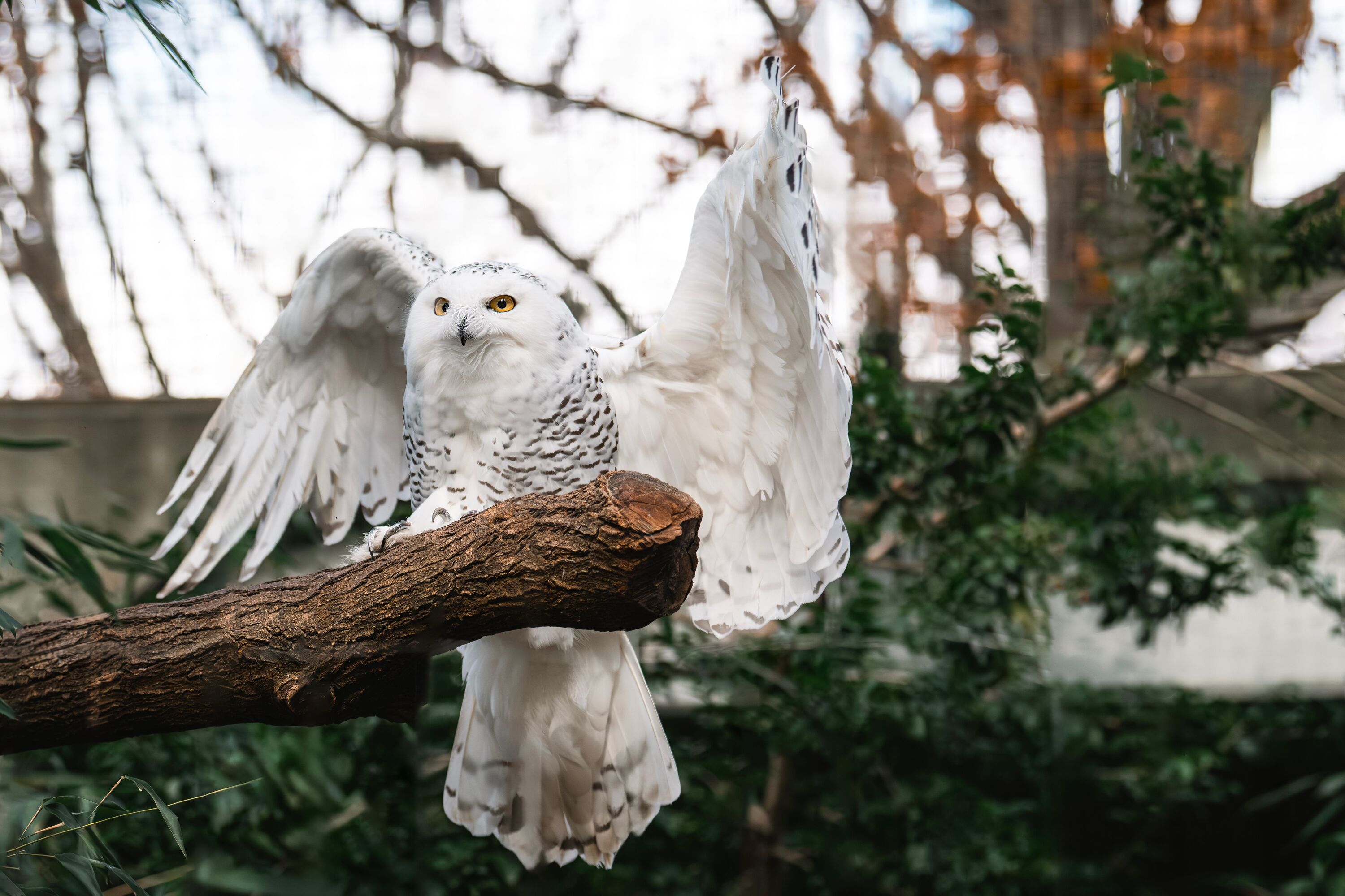 Snowy owls just arrived at the Bronx Zoo!