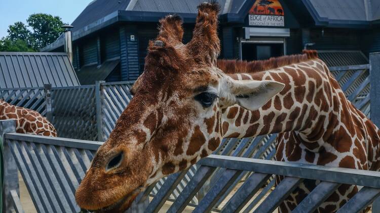 Colchester Zoo