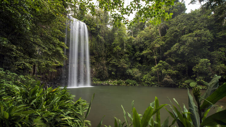 Millaa Milla Falls, QLD