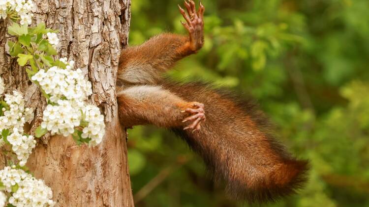 Ardilla atascada © Milko Marchetti / Nikon Comedy Wildlife