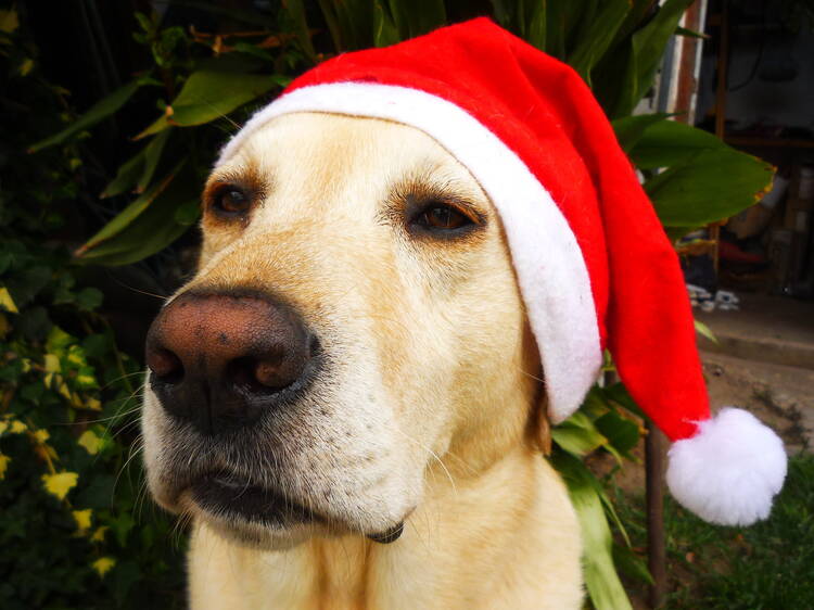 Perros del CTC del Metro entregarán cartas a Santa Claus y Reyes Magos en CDMX