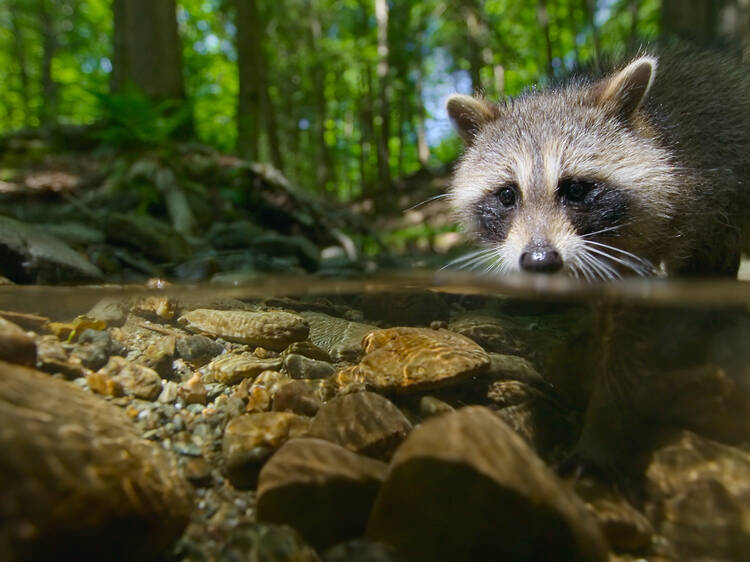 La vida salvaje de los animales nunca vista: tras bambalinas