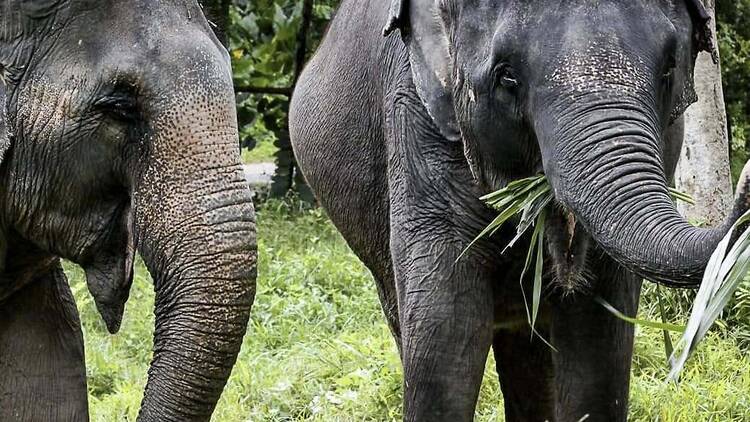 Phuket Elephant Sanctuary