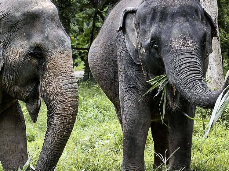 Phuket Elephant Sanctuary