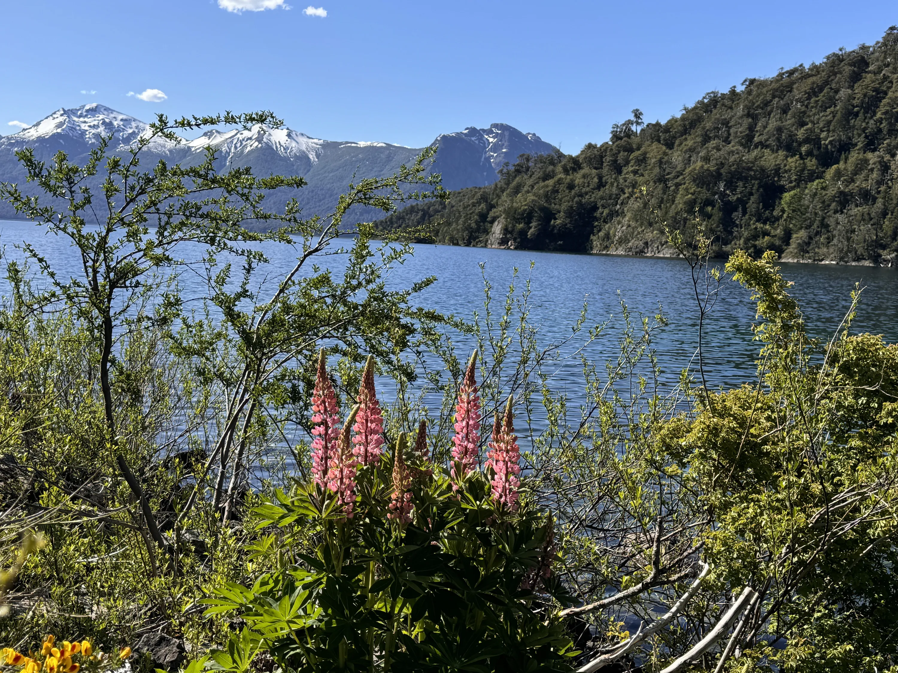 lupinos
