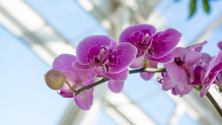 Wander hand in hand at the Orchid Show