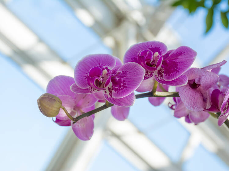 Wander hand in hand at the Orchid Show