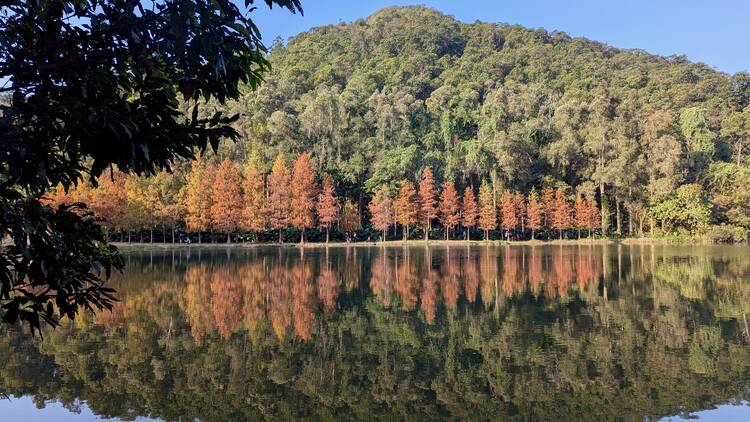 香港紅葉好去處2025：流水響落羽松、元朗大棠紅葉