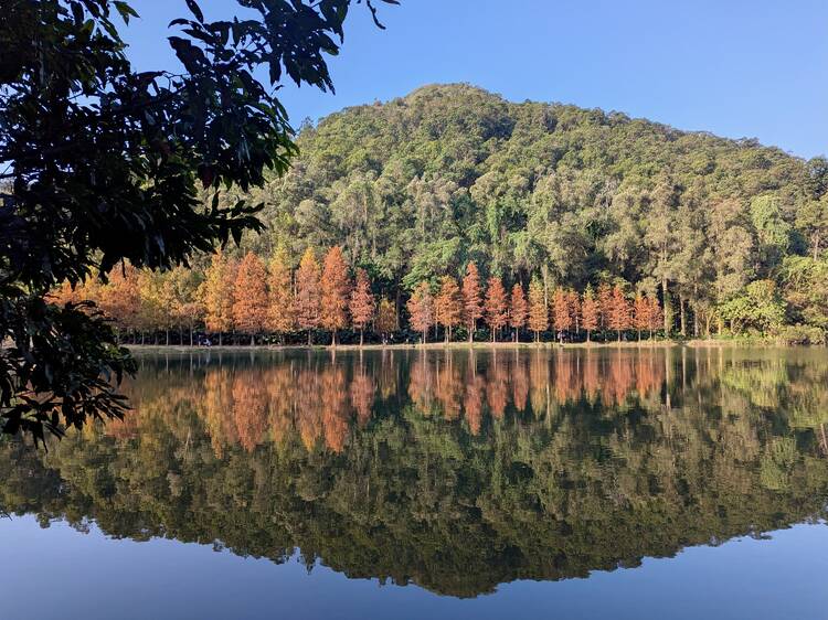 香港紅葉好去處2025：流水響落羽松、元朗大棠紅葉