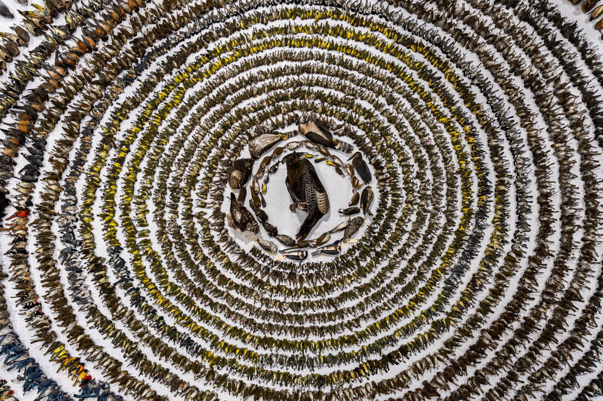 Bird Photographer of the Year