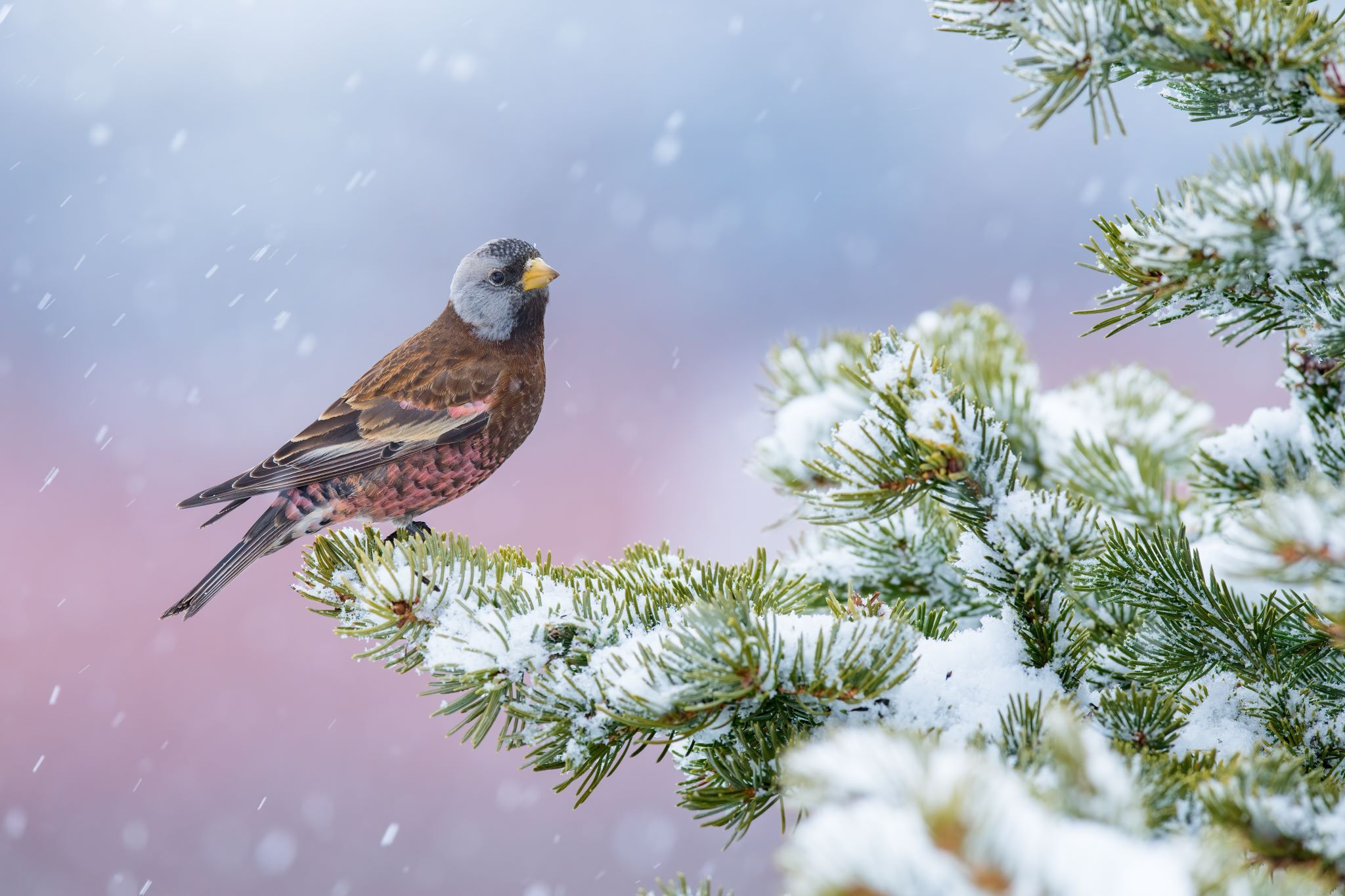 Bird Photographer of the Year