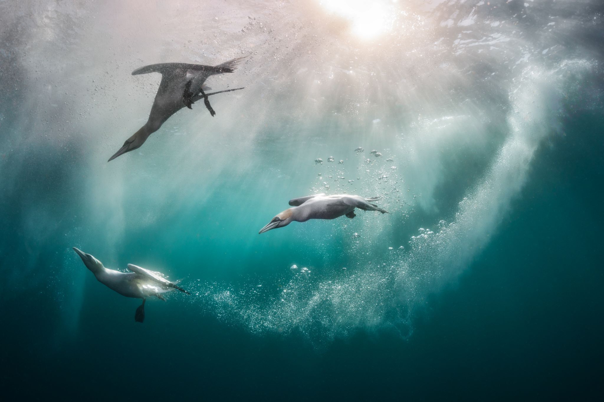 Bird Photographer of the Year