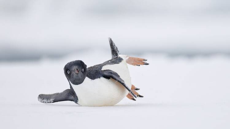 Bird Photographer of the Year